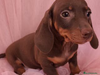 Teckel Miniatura perros Teckel chocolate kanichen hembra - Anuncio 23