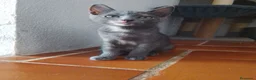 Europeo de Pelo Corto gatos en adopcion: Salvia en adopción  - Anuncio 4