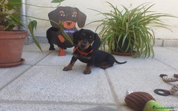 Teckel perros en venta: Preciosos TECKEL  - Imagen 1
