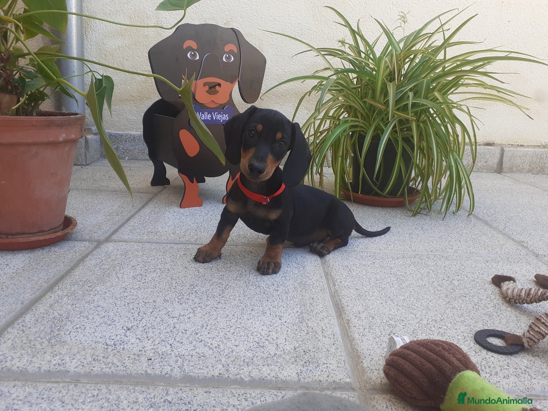 Teckel perros en venta: Preciosos TECKEL  - Imagen 1
