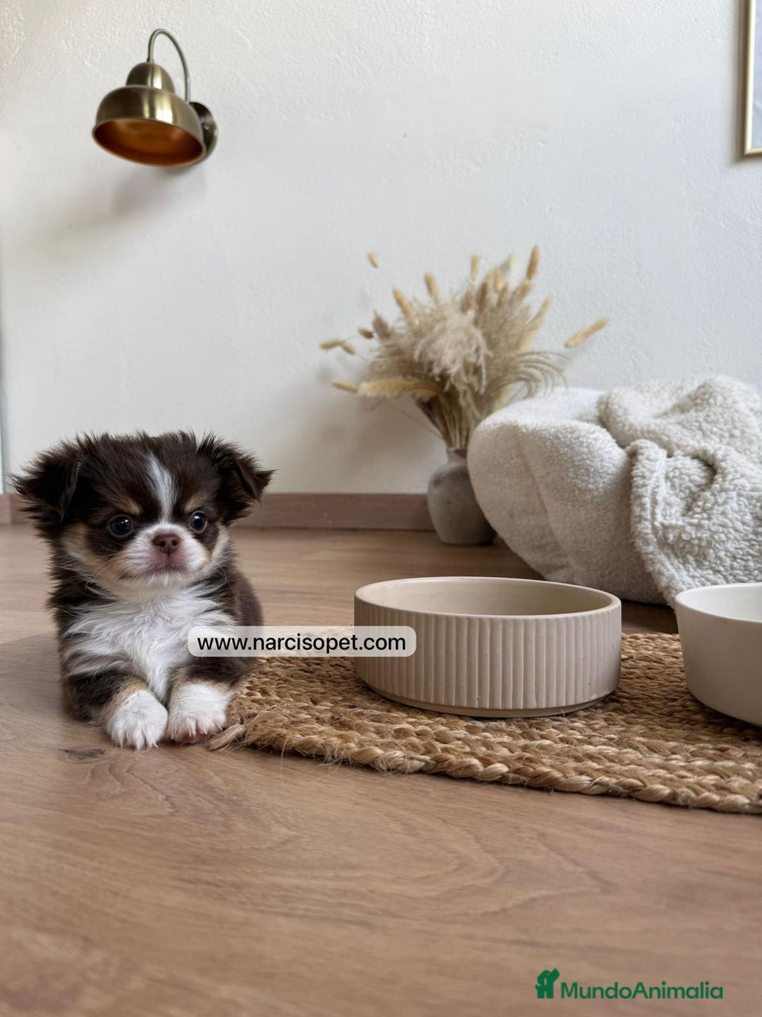 Chihuahua perros en venta: CHIHUAHUA PELO LARGO LINEA RUSA - Anuncio 1