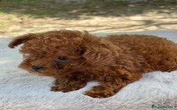 Caniche Toy perros en venta: Caniche Teacup coreano  - Imagen 3