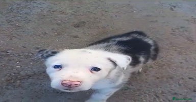 Border Collie perros - Anuncio 5