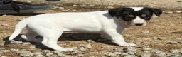 Ratonero Bodeguero Andaluz perros en venta: Bodeguero andaluz hembra  - Anuncio 1
