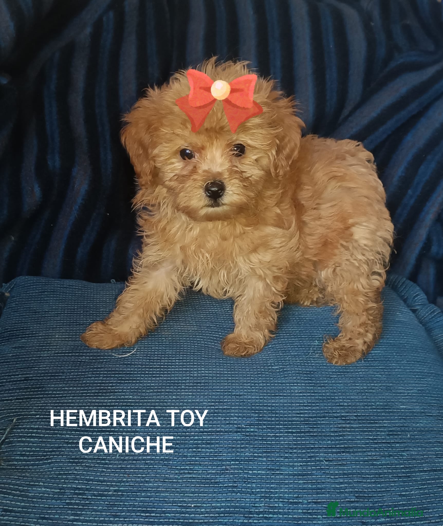 Caniche Toy perros CANICHE TOY HEMBRITA ROJA - Anuncio 2