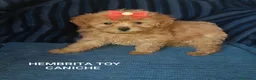 Caniche Toy perros en venta: CANICHE TOY HEMBRITA ROJA - Anuncio 1