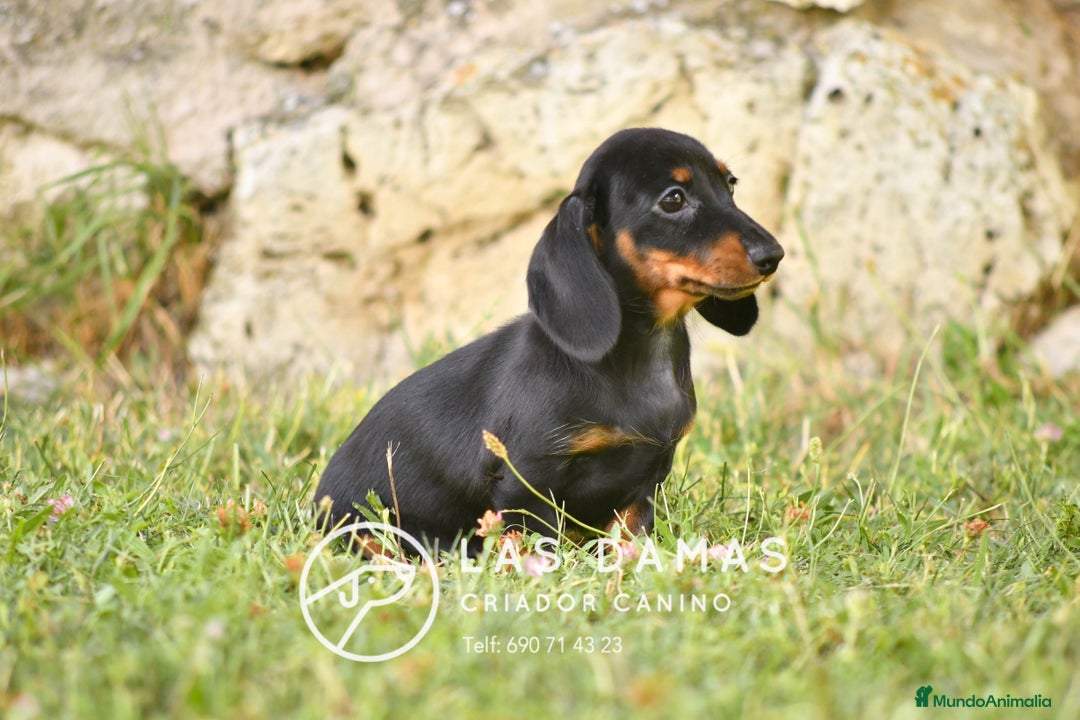 Teckel perros en venta: Teckel 🌭 Pequeños de patas, grandes de alma - Imagen 7