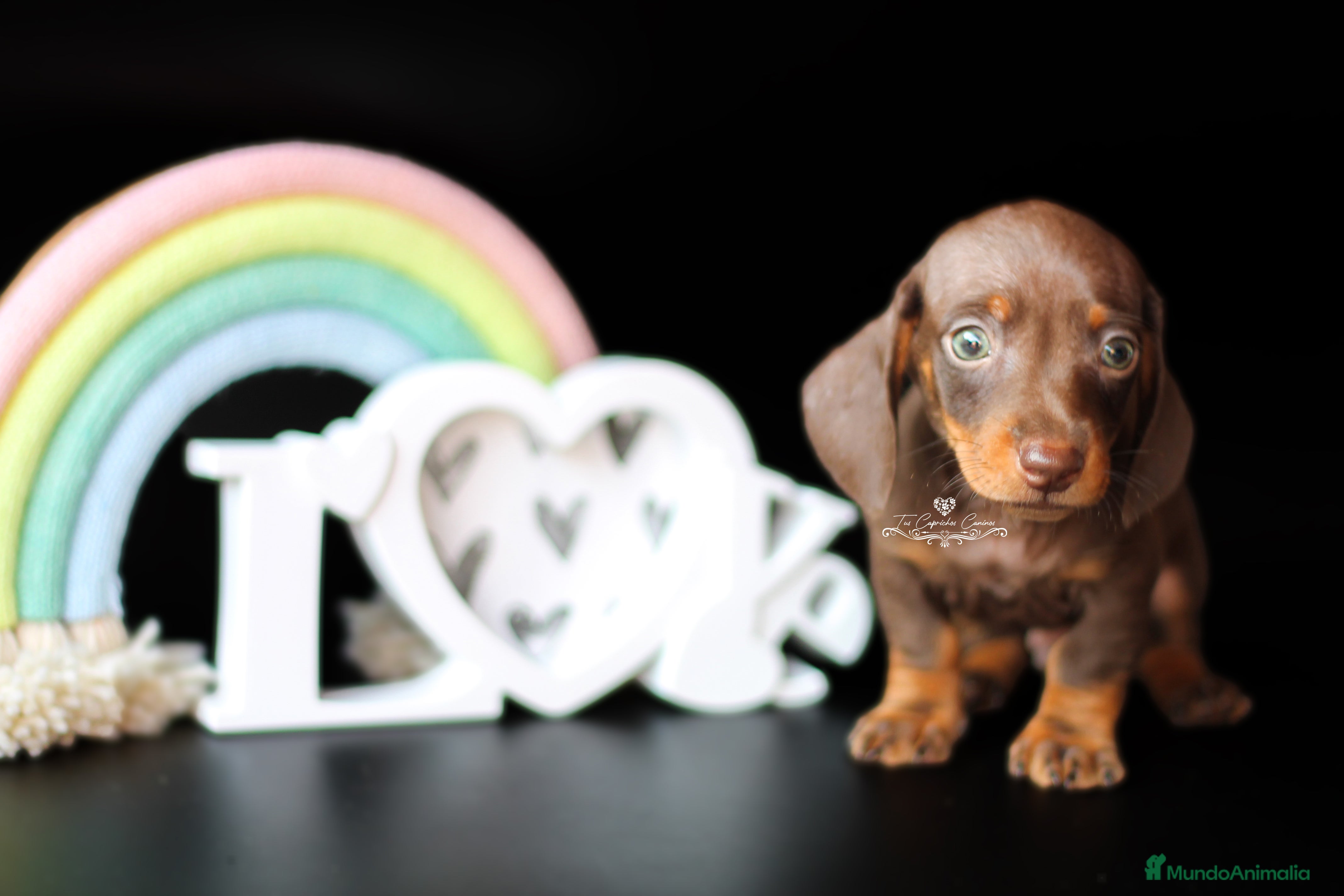 Teckel perros Precioso teckel macho chocolate y fuego en Cantabria - Anuncio 16