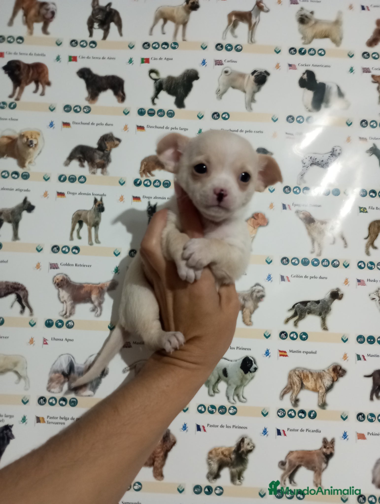 Chihuahua perros Chihuahua toy - Anuncio 1