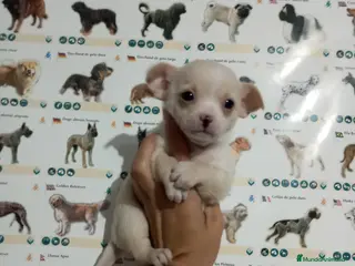 Chihuahua perros Chihuahua toy - Anuncio 1