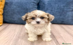Caniche Toy perros en venta: Cachorros Yorkiepoo - Imagen 2
