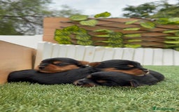 Yorkshire Terrier perros en venta: YORKSHIRE TERRIER MACHOS - Imagen 5