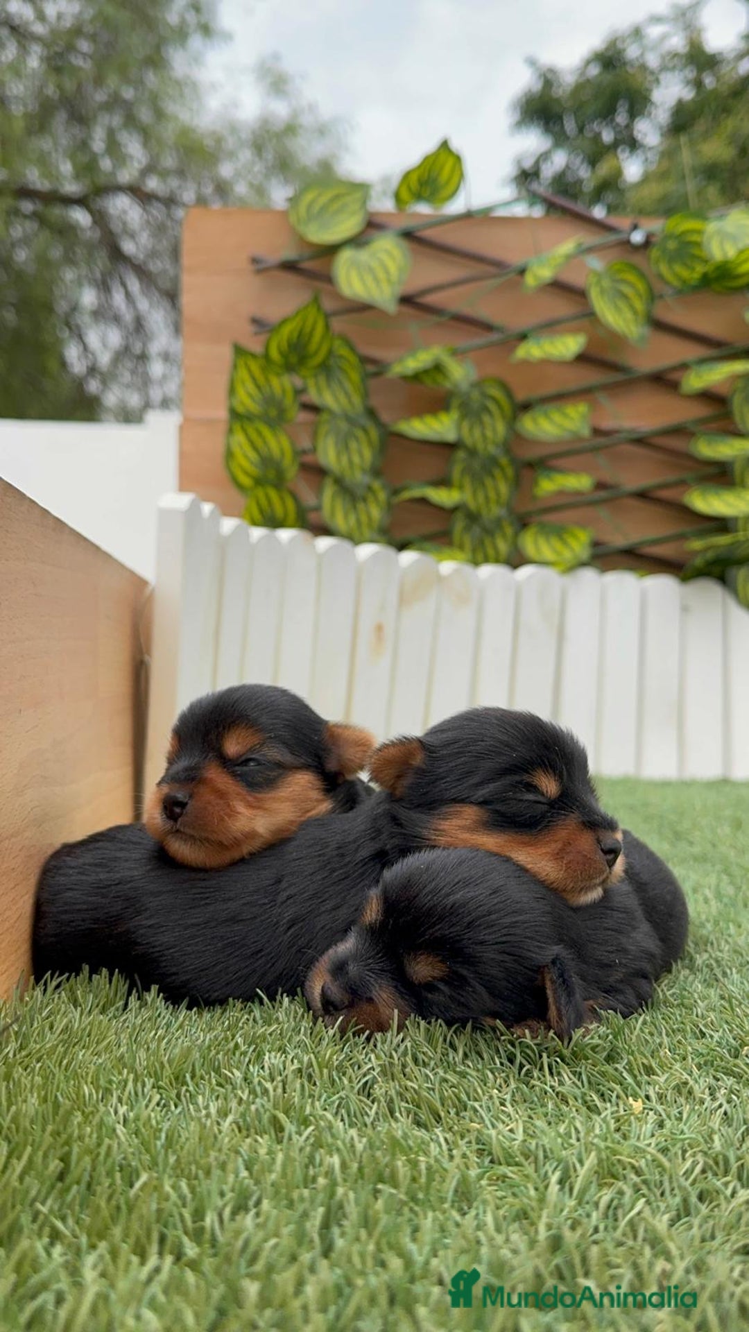 Yorkshire Terrier perros en venta: YORKSHIRE TERRIER MACHOS - Imagen 5