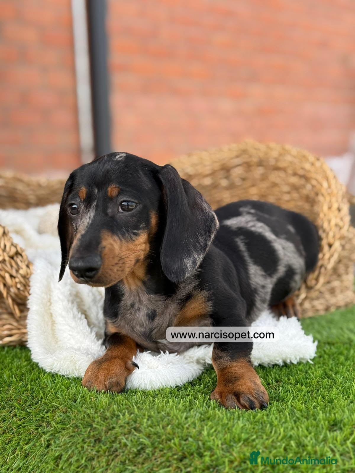 Teckel Miniatura perros en venta: TECKEL ARLEQUIN - Anuncio 6