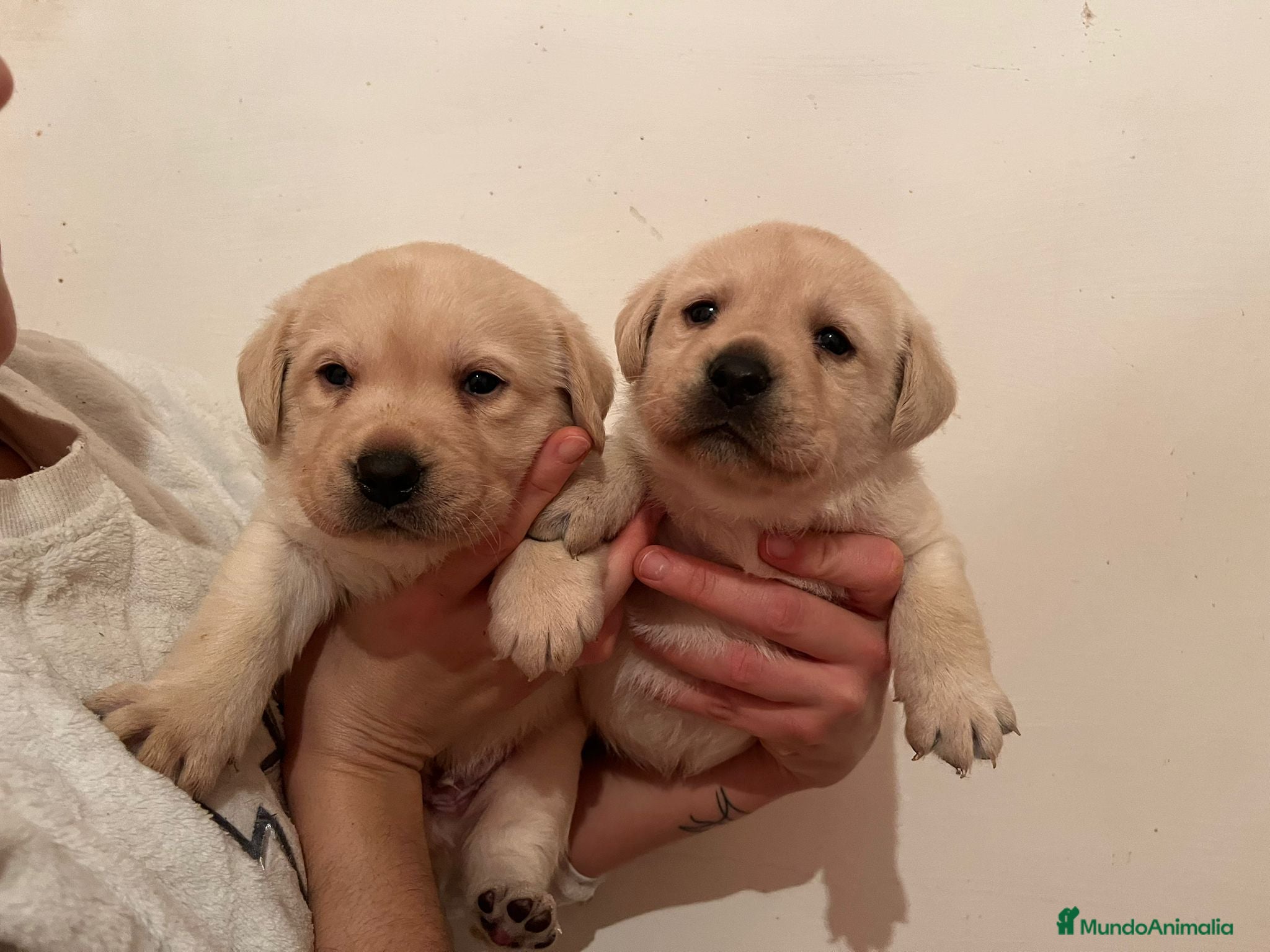 Labrador Retriever perros Camada disponible en color amarillo - Anuncio 4