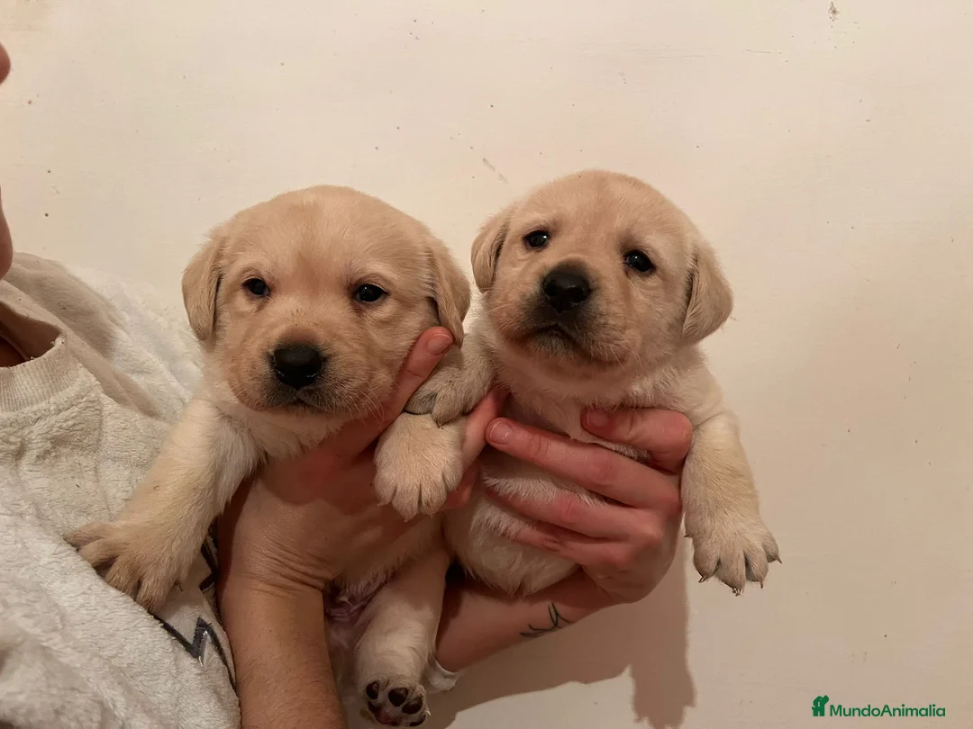 Labrador Retriever perros en venta: Camada disponible en color amarillo - Anuncio 1