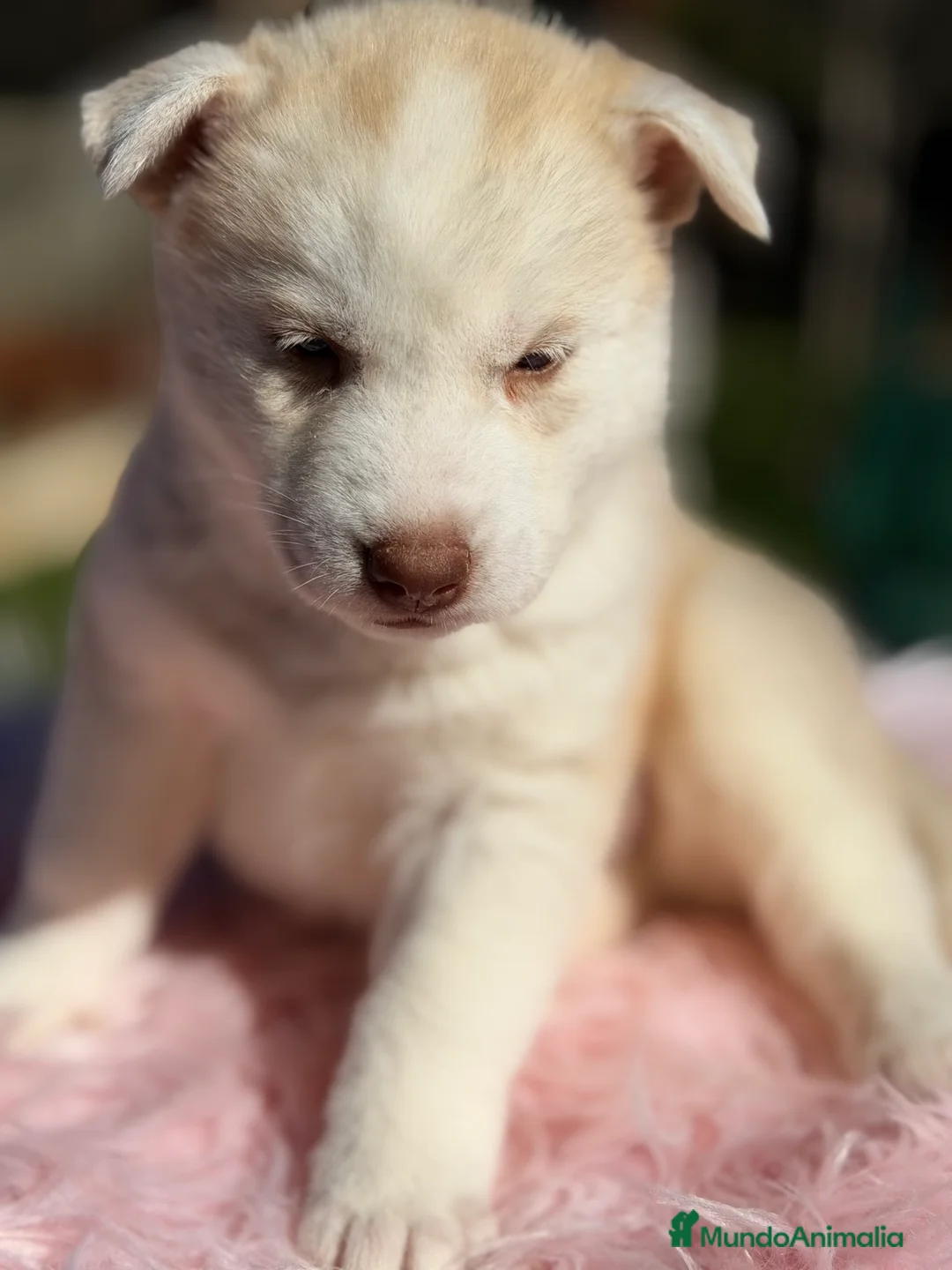Husky Siberiano perros en venta: Husky hembra amarilla  - Anuncio 5