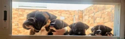 Boxer perros en venta: Cachorros boxer de alta selección  - Anuncio 8