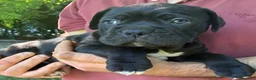 Cane Corso perros en venta: Cane corso  en Guipúzcoa - Anuncio 3