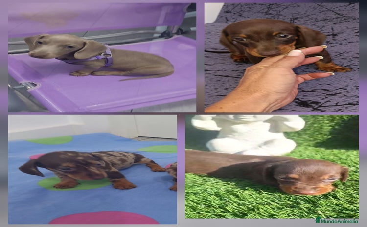 Teckel perros - Anuncio 8