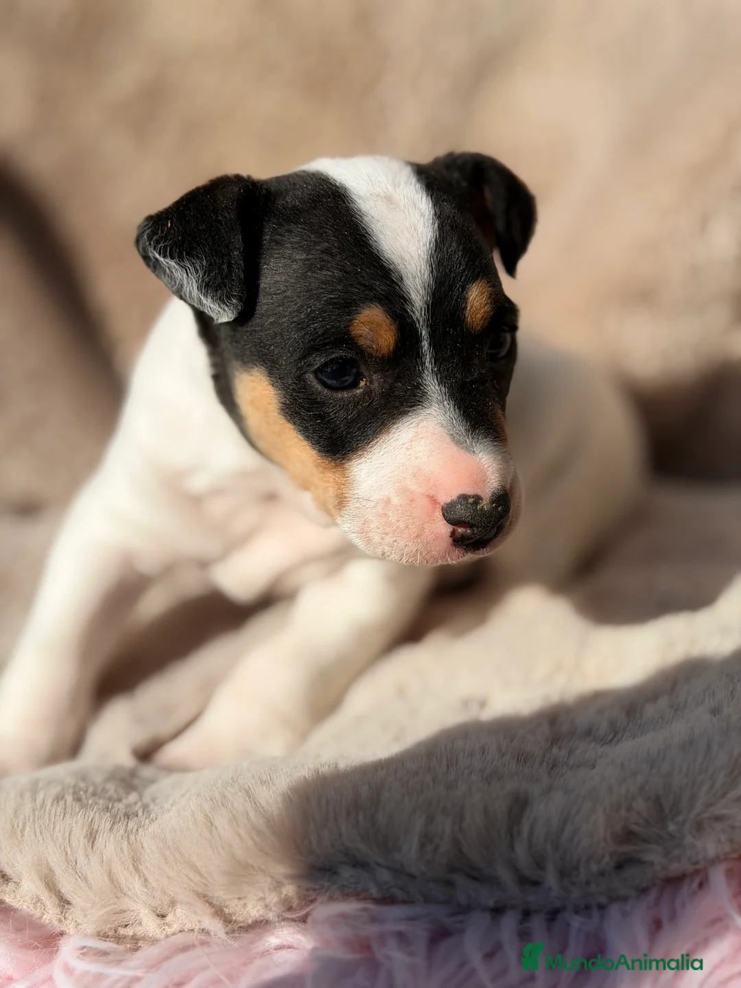 Ratonero Bodeguero Andaluz perros en venta: Bodeguero andaluz macho  - Anuncio 2