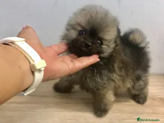 Pomerania perros Pomerania miniatura - Anuncio 1