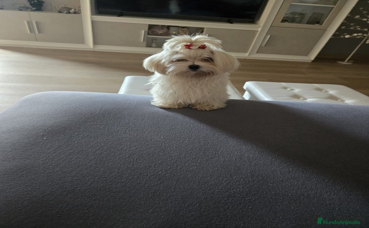 Bichón Maltés perros Bichón maltés hembra micro toy  - Anuncio 9