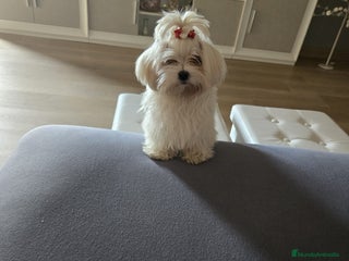 Bichón Maltés perros Bichón maltés hembra micro toy - Anuncio 6