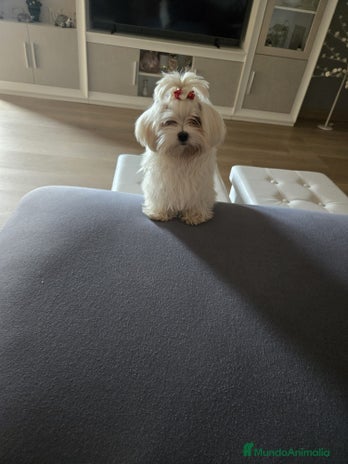 Bichón Maltés perros Bichón maltés hembra micro toy - Anuncio 9