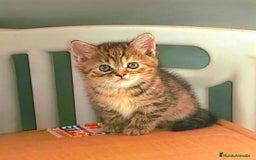 Británico de Pelo Corto gatos en venta: ⚜ Preciosa Gatita bebé British ⚜ - Imagen 1