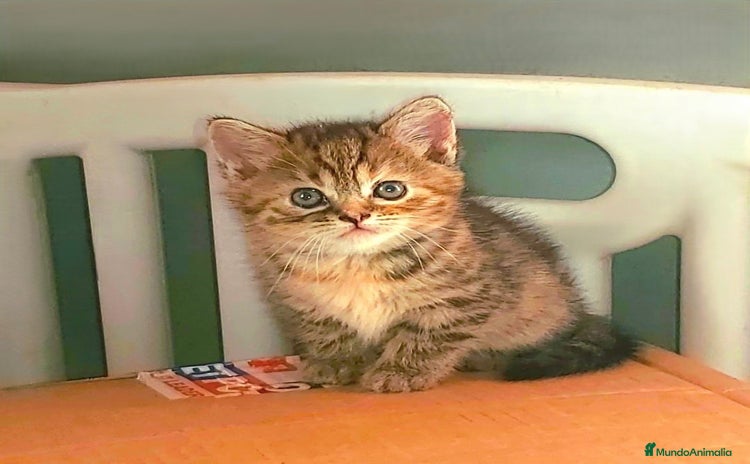 Británico de Pelo Corto gatos - Propaganda 1