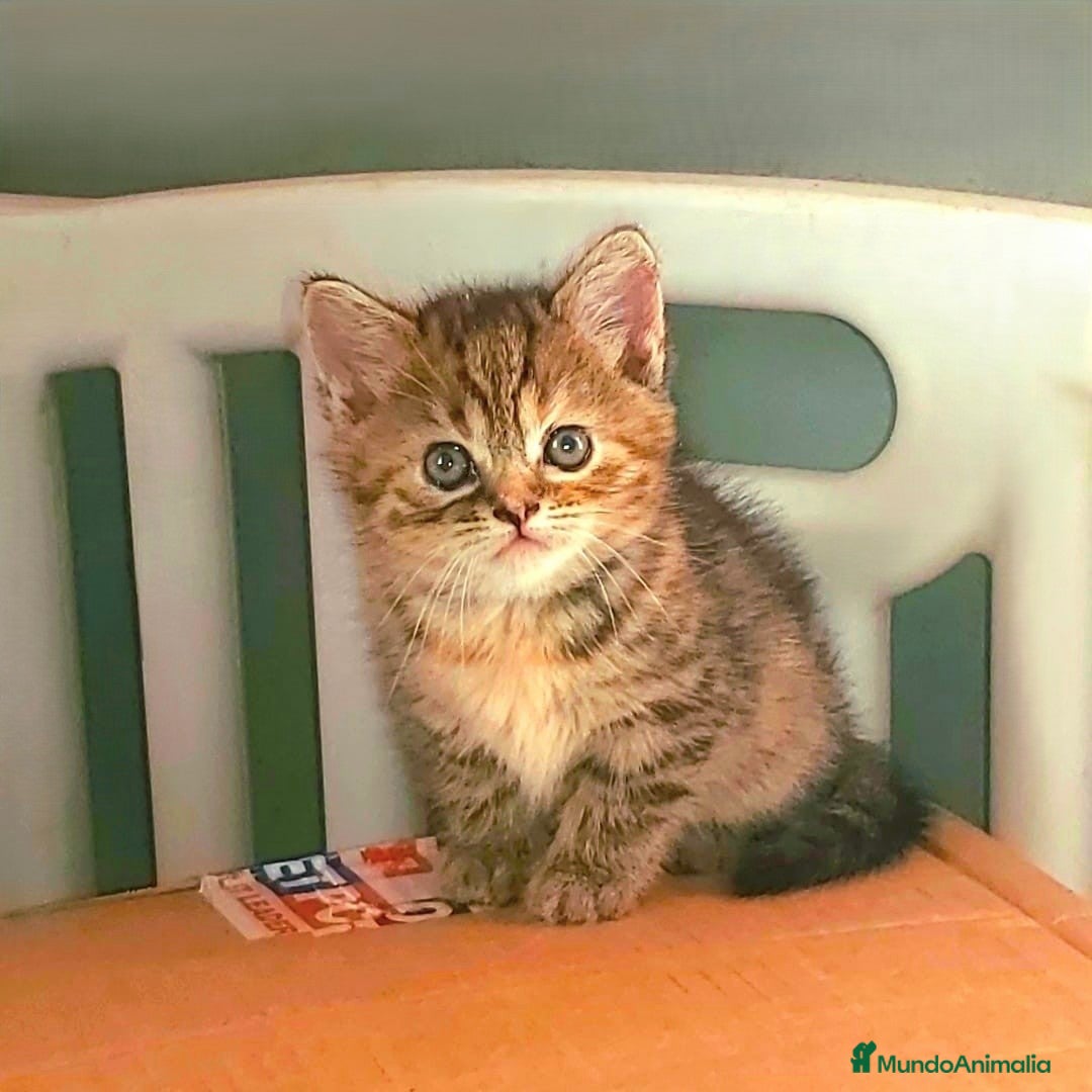 Británico de Pelo Corto gatos en venta: ⚜ Preciosa Gatita bebé British ⚜ - Imagen 1