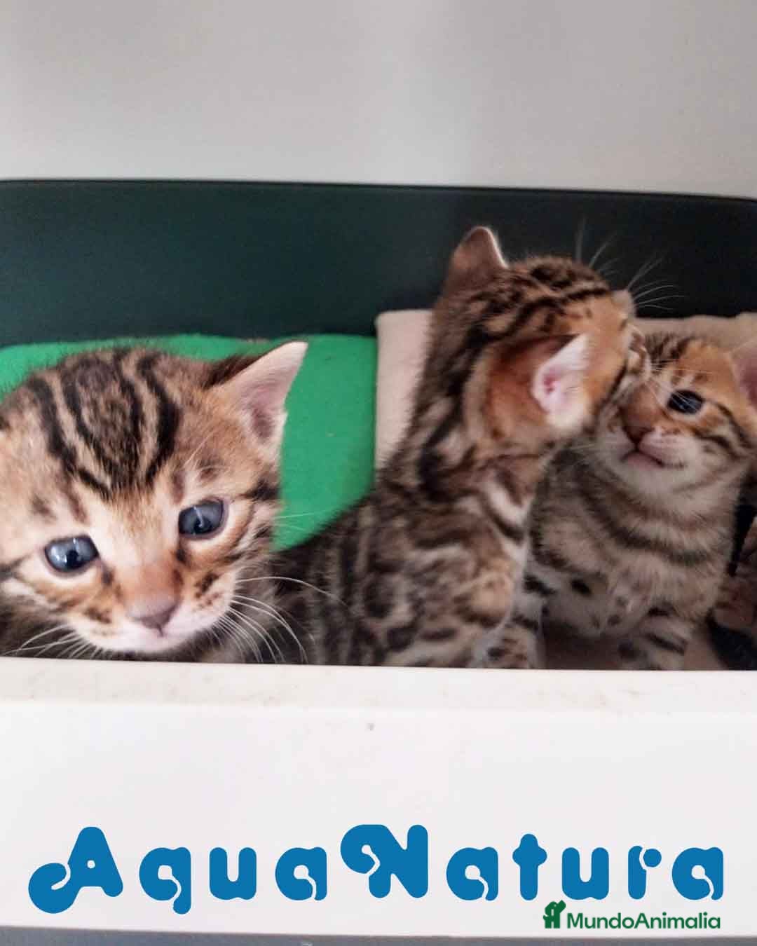 Bengalí gatos Camada de Bengali - AQUANATURA en Barcelona - Anuncio 25
