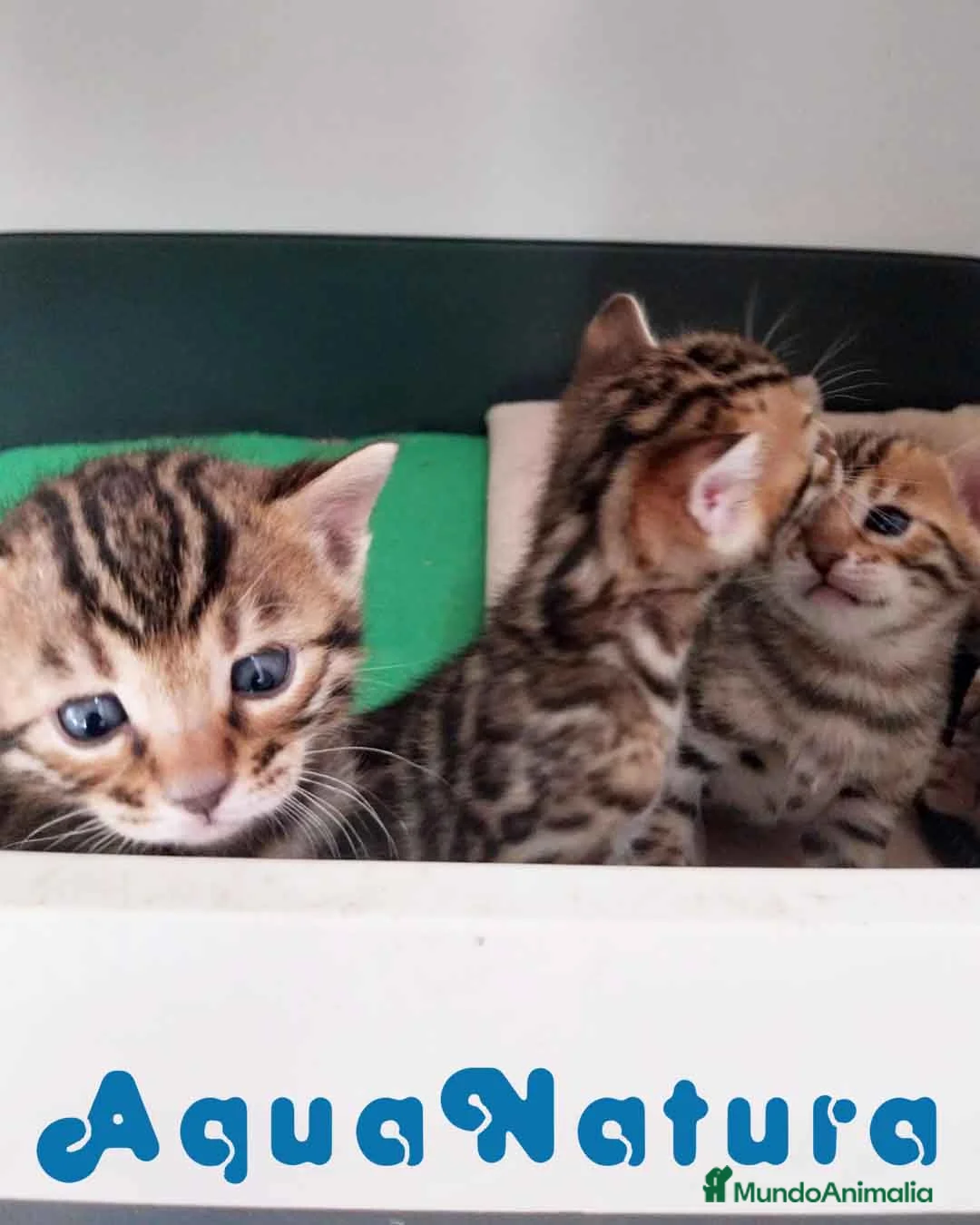 Bengalí gatos en venta: Camada de Bengali - AQUANATURA en Barcelona - Anuncio 1