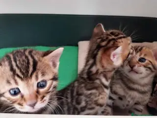 Bengalí gatos Camada de Bengali - AQUANATURA en Barcelona - Anuncio 7