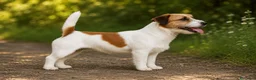 Jack Russell Terrier perros en venta: Cachorros Jack Russell Terrier  - Anuncio 8