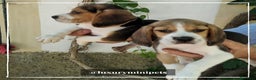 Beagle perros en venta: Camada de adorables Beagle en Madrid - Anuncio 6