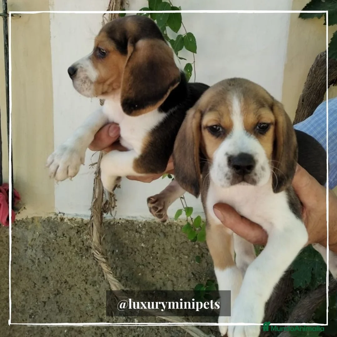 Beagle perros en venta: Camada de adorables Beagle en Madrid - Anuncio 6