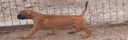 Boxer perros en venta: Boxer - Anuncio 6