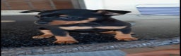 Pinscher Miniatura perros en venta: Cachorros Mini Pincher preciosos - Anuncio 2