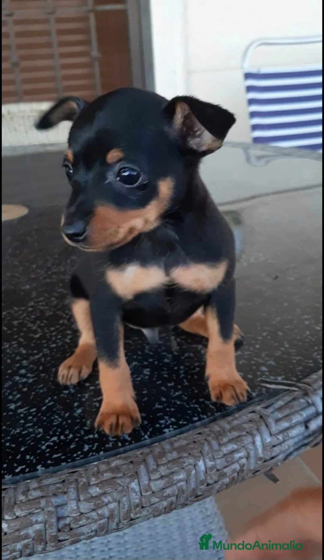 Pinscher Miniatura perros en venta: Cachorros Mini Pincher preciosos - Anuncio 2