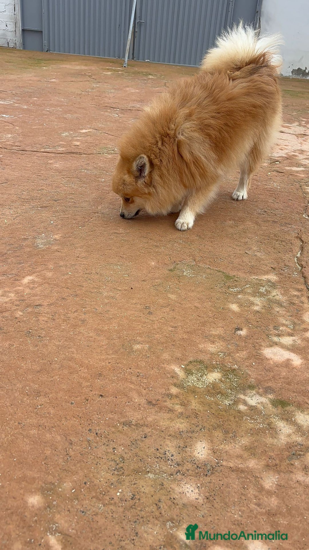 Pomerania perros en venta: Último pomerania  - Anuncio 6