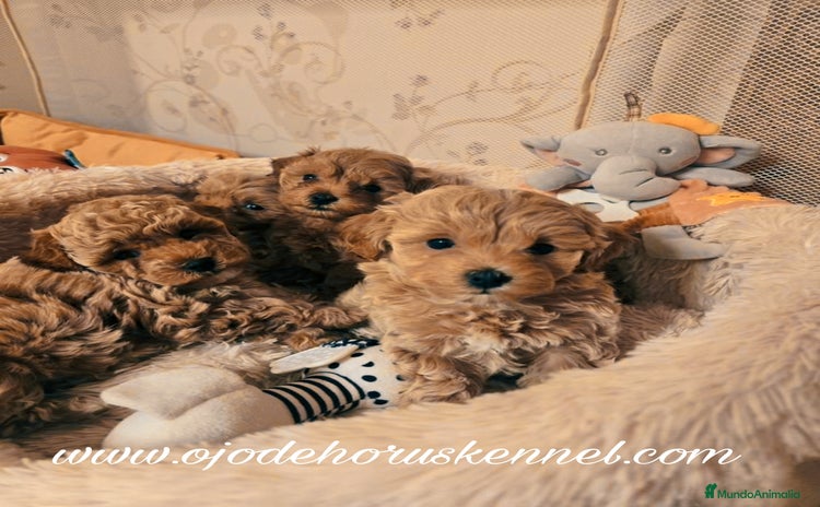 Maltipoo perros - Anuncio 2