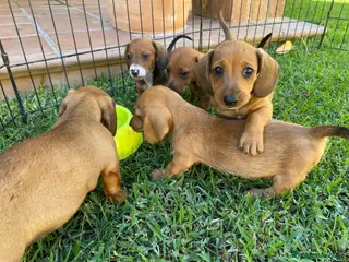 Teckel Miniatura perros Teckel clásicos ! en Ciudad Real - Anuncio 26