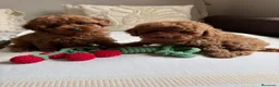 Caniche Toy perros en venta: Caniche Toy Macho y Hembra !!! - Anuncio 6