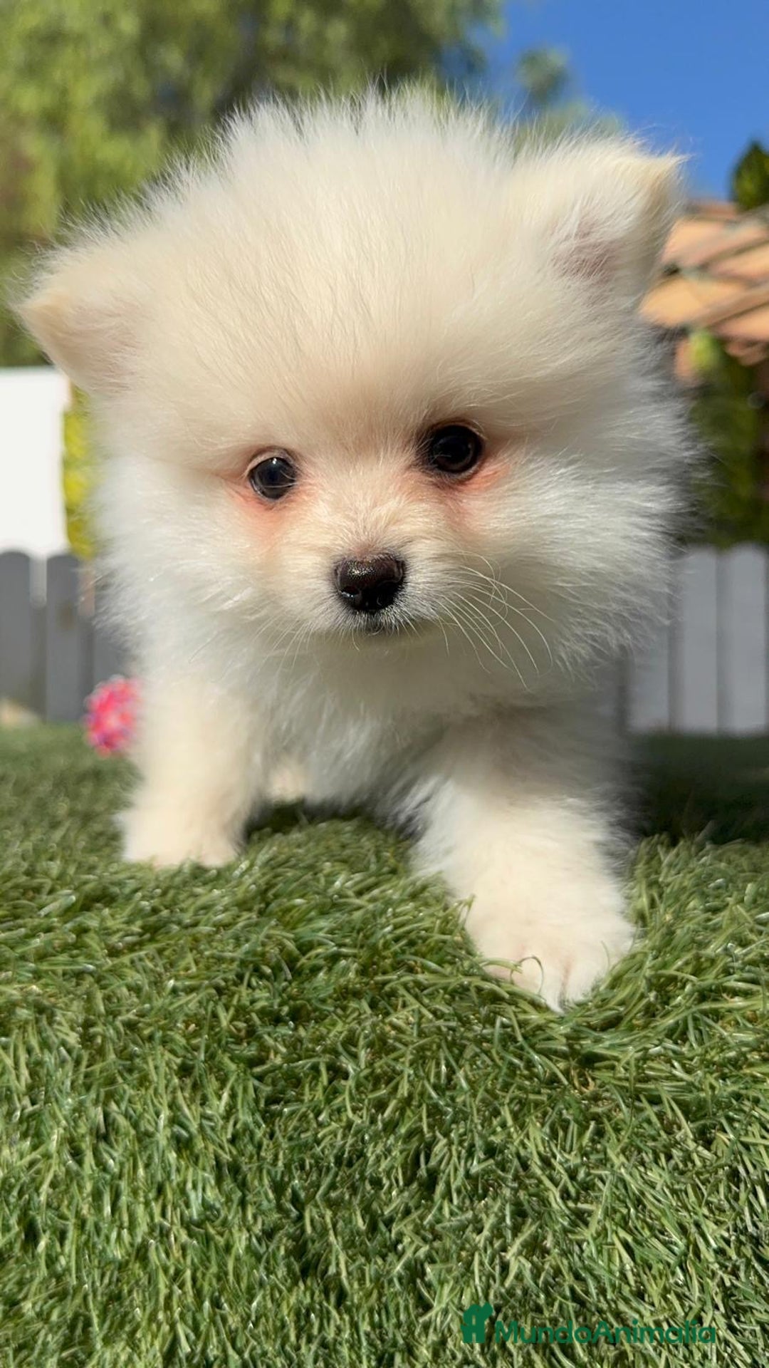 Pomerania perros en venta: POMERANIA - Imagen 18