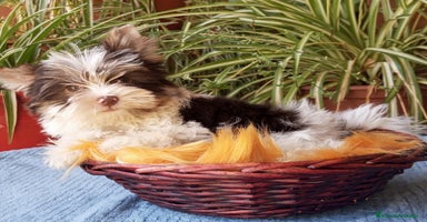 Yorkshire Terrier perros - Anuncio 7