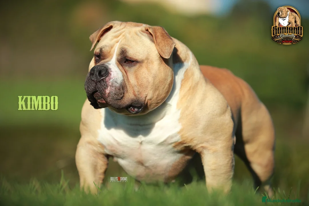 American Bully perros en venta: AMERICAN BULLY MERLE SANGRE DIRECTA CHAMPION KIMBO en Sevilla - Anuncio 1