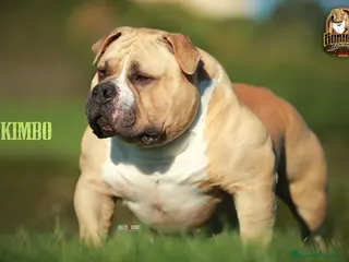 American Bully perros AMERICAN BULLY MERLE SANGRE DIRECTA CHAMPION KIMBO - Anuncio 7