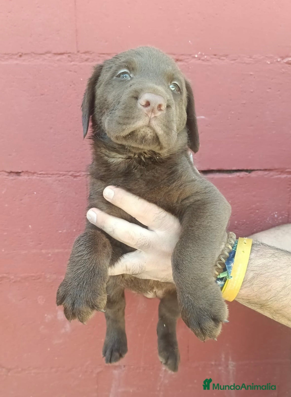 Labrador Retriever perros Últimos labradores retriever disponible!!!🩵🩷🐶🐾 - Anuncio 1
